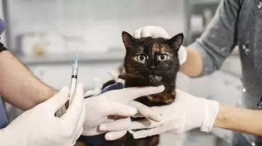 🐈 Villa Elisa: La Facultad de Ciencias Veterinarias brindará una jornada de vacunación antirrábica gratuita