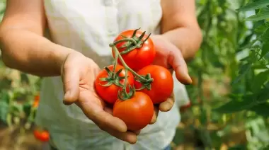 🍅 Feria Agroecológica en Villa Elisa: 2 kilos de tomate a $800 y más ofertas