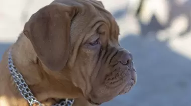 🐾 Villa Elisa: ¿Dónde estaba el criadero ilegal de Dogo de Burdeos?