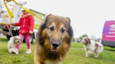 🐶 Alerta animal: La Municipalidad de La Plata no castra hace 2 meses