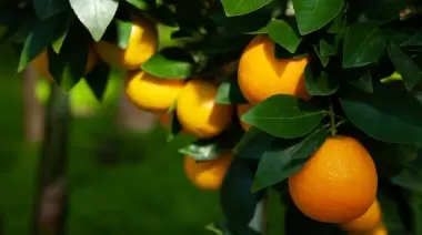 🌸 Plantas Silvestres Comestibles: Top 10 para recolectar en junio en City Bell y Villa Elisa