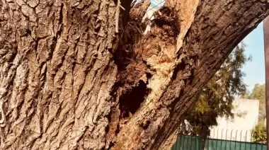 🌳 Vecinos de City Bell, Gonnet y Gorina en peligro por árboles en mal estado