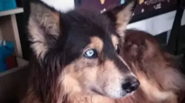 🐶 El perro más querido de City Bell tendrá su homenaje en la Plaza Belgrano