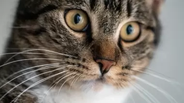 💓 Vacunación antirrábica gratuita: El Depo de Villa Elisa y la UNLP unidos por las mascotas