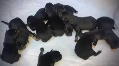 ❤️ Bomberos héroes en Villa Elisa: Rescataron a una perrita que dio a luz en un caño