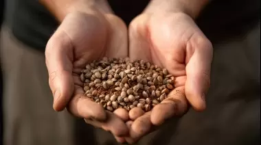 🌻 Intercambio de semillas, feria y talleres en Villa Elisa: ¿Cuándo?