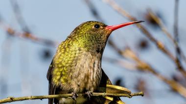 📸 Una mirada diferente a City Bell: Muestra fotográfica revela su vida salvaje y biodiversidad