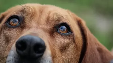 🐶 Atendé gratis a tus mascotas en Cantilo: Vacunación y castración en City Bell