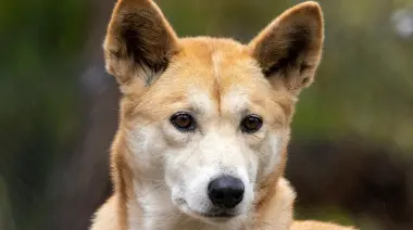 🐕 Atención veterinaria gratuita sin turno previo en City Bell: Días y horarios