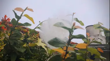 ❄️ "Nieve" misteriosa en City Bell, Gonnet y Villa Elisa: ¿Qué fue lo que cayó del cielo? 