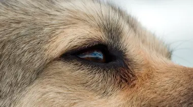 🔴 Maltrato animal en City Bell: Perros en peligro, amenazas y silencio oficial