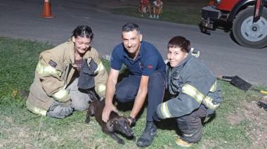 ❤️ Bomberos héroes en La Plata salvaron a un cachorro atrapado en un desagüe