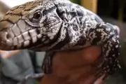 Un lagarto suelto en Gonnet
