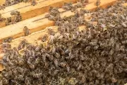 Llegó la primavera y con ella las abejas: ¿Qué tengo que hacer si encuentro un enjambre dentro de mi casa?