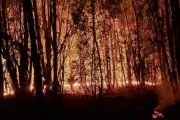 Incendio en Parque Pereyra: Activistas denuncian que fue intencional