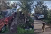 "Cementerios de autos": Una práctica que preocupa en la Zona Norte