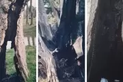 Insólito: ¿Es necesaria una campaña para que no incineres un árbol?
