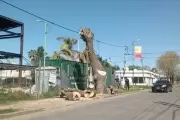 Polémica en Joaquín Gorina por extracción de un fresno histórico