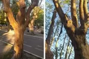 🌳 Sequía en City Bell: Peligran árboles de 70 años en plaza Belgrano