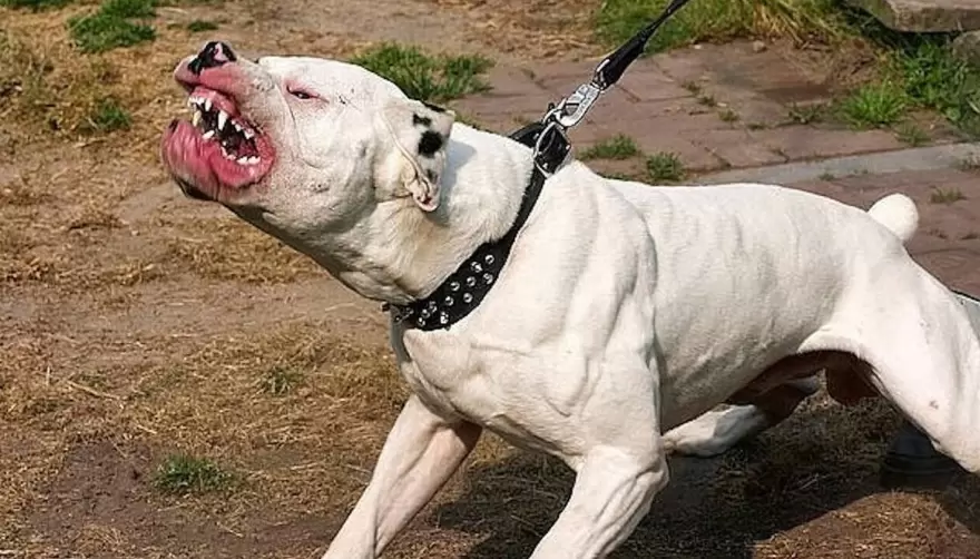 Pitbull en City Bell: Vecina pide justicia por perro -