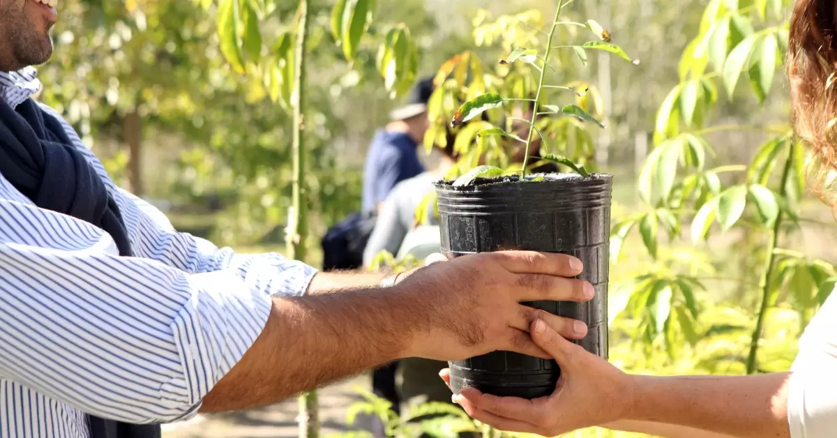 ? Récord absoluto en Villa Elisa: ¿Cuántos árboles entregó el Parque  Ecológico por el Día de la Tierra? - NexoNorte
